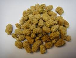 C:UsersuserDesktopAli Baba Picturedried white Mulberry.JPG