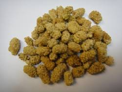 C:UsersuserDesktopAli Baba Picturedried white Mulberry.JPG